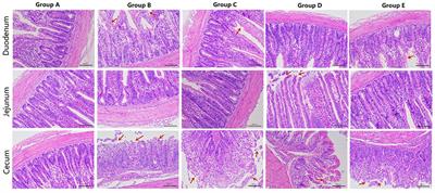 Protective Effect of Bifidobacterium lactis JYBR-190 on Intestinal Mucosal Damage in Chicks Infected With Salmonella pullorum